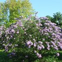 Syringa persica 'Baram'